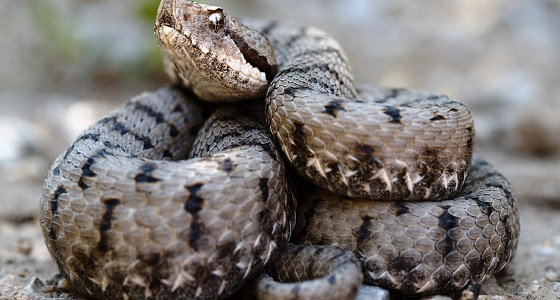 أفعى تلدغ سيدة بكورنيش جازان