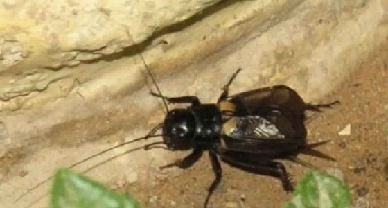 حقيقة انتشار ” صرصور الليل ” في جدة