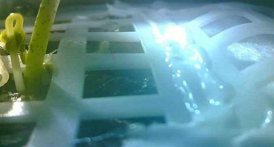 الصين تنجح في زراعة أول بذرة قطن على القمر 