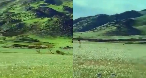 بالفيديو.. الطبيعة الساحرة و المساحات الخضراء في ينبع النخل