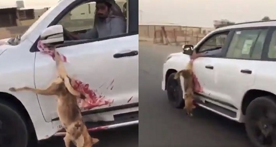بالفيديو.. ” شاب ” يربط ذئب ميت بسيارة على الطريق