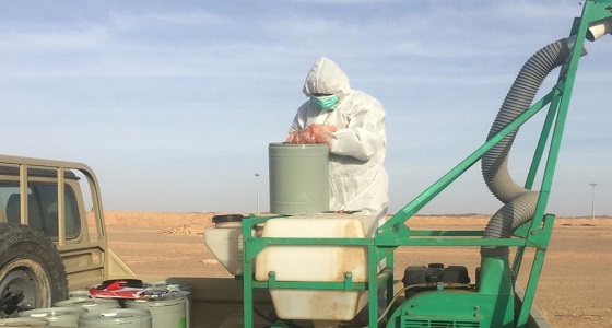 ” البيئة ” ترصد تكاثراً للجراد بالغربية.. وتواصل مكافحته في الأفلاج والسليل ورابغ