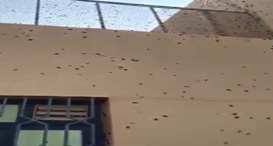 متحدث تعليم جدة: الحشرات ظهرت نتيجة ما بعد الحالة المطرية