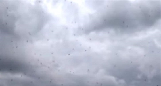 بالفيديو.. عناكب تسقط من السماء تثير الرعب في بلدة ريفية