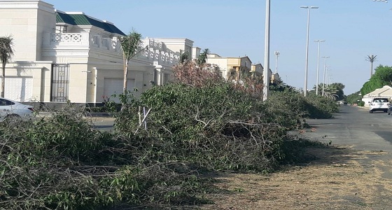 جدة.. القبض على عمالة مخالفة قامت بقص الأشجار