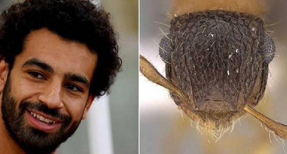 تكريم محمد صلاح بطريقة غريبة من قبل عالم حشرات بجامعة الملك سعود 