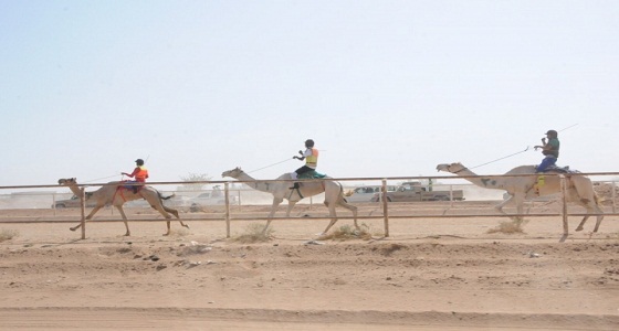 مهرجان الملك عبدالعزيز للإبل يعلن عن بدء التسجيل في سباقات الهجن غدًا