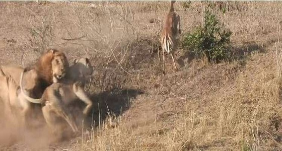 بالفيديو.. أسد شجاع يخلص غزالا من قبضة لبوة 
