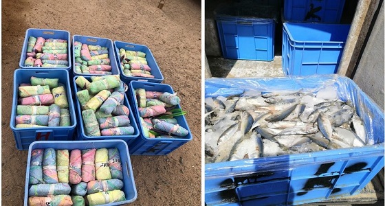 إحباط تهريب 273 حزمة قات مخبأة بصناديق أسماك بجمعور