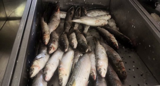 بالصور.. اتلاف 65 كيلو أسماك غير صالحة بالعزيزية