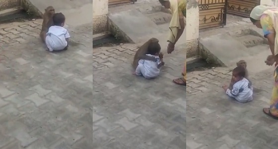 بالفيديو.. قرد يخطف طفلا من والدته ويتجاهل توسلاتها