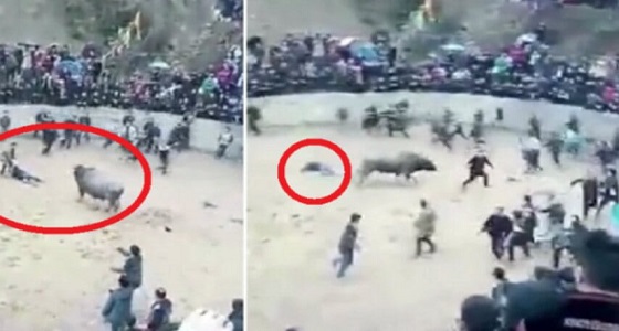 بالفيديو.. ثور هائج يدهس شخصا داخل الحلبة وسط رعب من المتواجدين