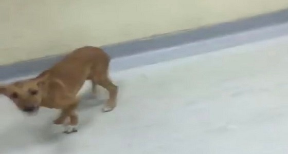 ” صحة جازان ” تكشف تفاصيل واقعة ” الكلب المتجول ” بمستشفى صبيا