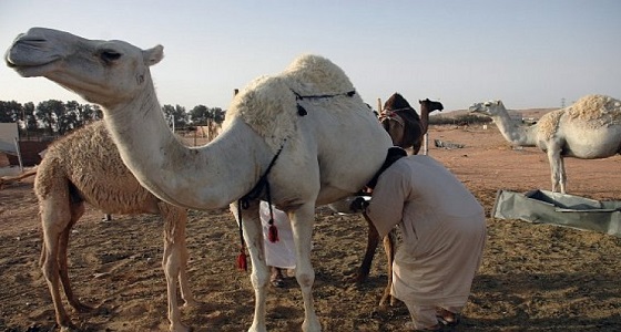 170 مخالفا لقرار منع بيع حليب الإبل في جدة 