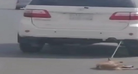 بالفيديو.. شخص يعذب كلبًا بجره بمركبته
