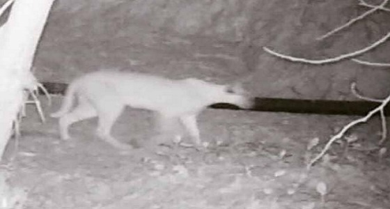 ” صورة ” .. الظهور الأول لحيوان الوشق العربي بعد اختفاء 35 عاما