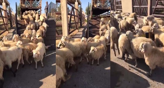 بالفيديو.. وصول أول دفعة من الخرفان الرومانية للقصيم