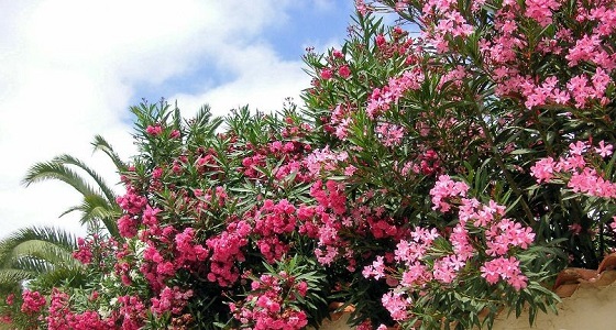 عقب المقطع المتداول..أول إجراء من أمانة جدة تجاه شجرة ” الدفلة ” السامة