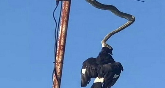 بالفيديو.. أفعى ضخمة تأكل طائرا وتقتله 