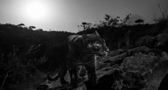 بالصور.. ” النمر الأسود ” .. بطل سينمائي يعيش في الغابات