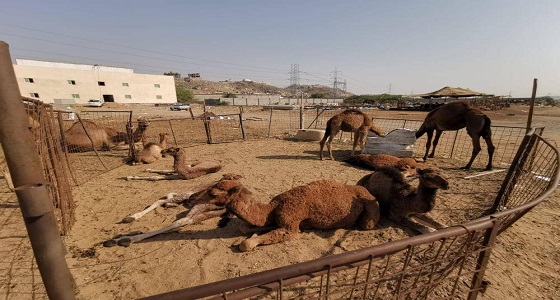 ” الإبل ” تفرّ من الأمانة إلى داخل الأحياء السكنية بجدة
