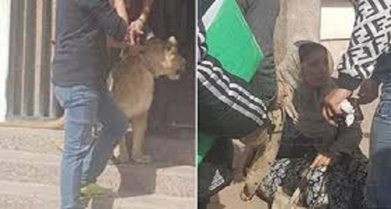 بالصور.. هجوم أسد على إعلامية مصرية داخل مبنى التليفزيون