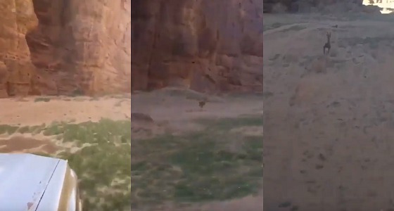 بالفيديو.. شخص يحاول دهس غزال بمحمية طبيعية