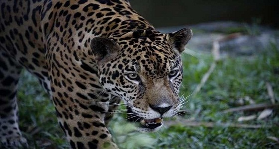 نمر يفترس طفلة أمام أمها وجدتها وفلاحي القرية