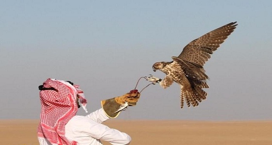 توظيف 50 صقرا لتوصيل الطلبات بين المملكة والإمارات
