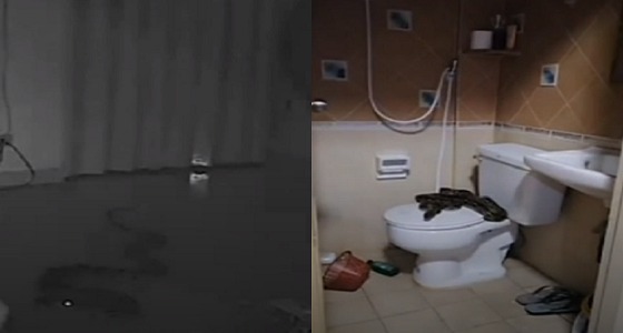 بالفيديو.. ثعبان ضخم يلدغ امرأة مسنة بعد تسلله لغرفتها