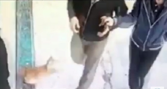 فيديو طريف لقطة غاضبة تهاجم الكلاب والرجال ولا تتعرض للنساء في الشارع