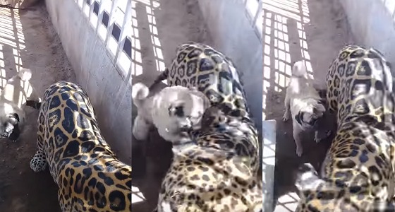 بالفيديو.. واقعة طريفة لكلب صغير يهاجم فهد