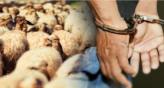 ” شرطة مكة ” تلقي القبض على لصوص الأغنام