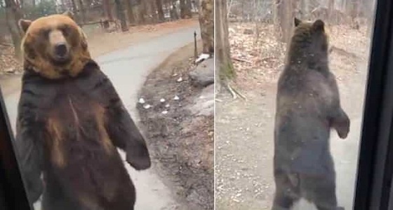 بالفيديو.. دب يخطف أنظار السائحين حوله لسيره كالبشر 