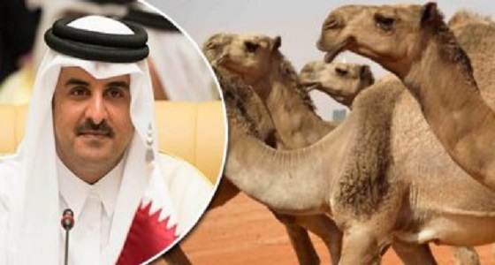 بعد تكبدهم الخسائر.. مهرجان الإبل يفضح رفض القطريين لسياسات الأمير المدلل