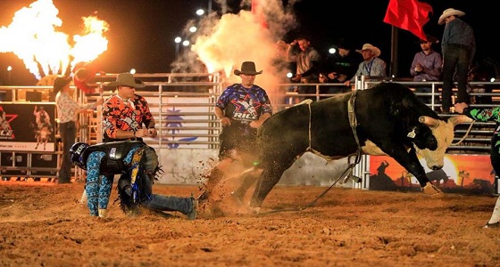 بالفيديو والصور.. تحدي ركوب الثيران يحبس الأنفاس بمهرجان الإبل