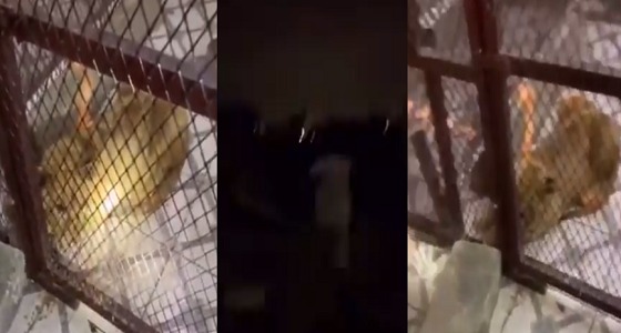 بالفيديو.. مروج مخدرات يقاوم رجال الأمن بـ &#8221; أسد &#8221; في الرياض