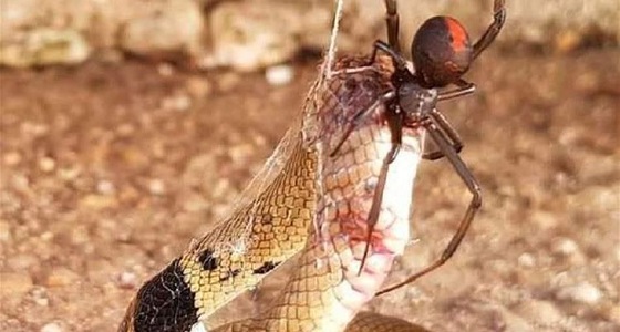 موت أكثر الثعابين سمية في العالم على يد عنكبوت أحمر الظهر