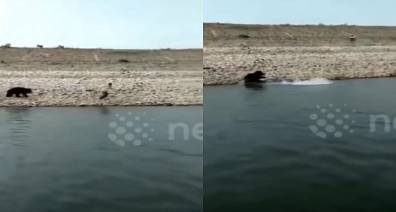 فيديو مروع لدب أسود يفترس رجلا بعد اسقاطه في المياه
