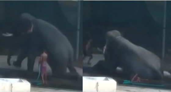 بالفيديو.. ” فيل ” يُنهي حياة عامل بعدما ضربه بالسواط بشدة