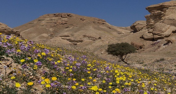 ” المسند ” : الأرض تبلغ ذروة خضرتها في مثل هذه الأيام