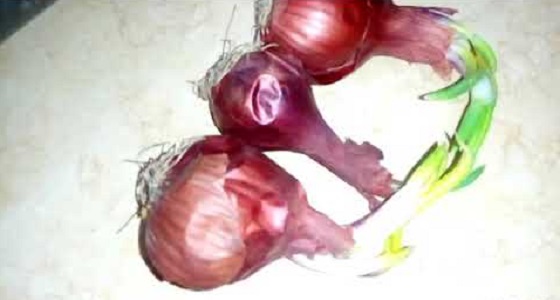 بالفيديو.. اكتشفي فوائد ” البصل المزرع “