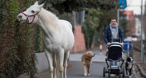 بالفيديو والصور.. فرس عربية تثير الجدل في شوارع ألمانيا