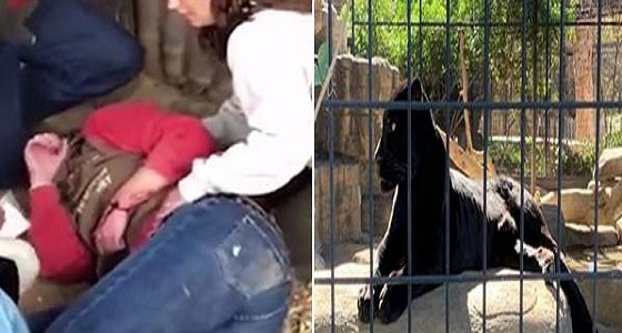 بالفيديو.. نمر يؤدب سيدة حاولت التقاط سيلفي معه