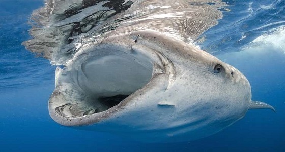 فيديو طريف لقرش يحيي غواصا بقبلة على وجهه