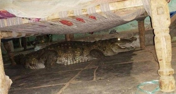 بالصور.. واقعة مرعبة.. استيقظ من نومه فوجد وحش تحت السرير