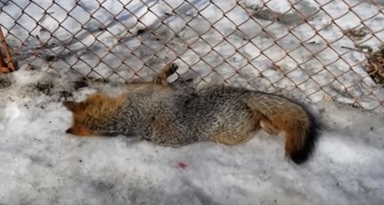 بالفيديو.. إصابة شرطي بطلق ناري في صدرة بسبب ثعلب مسعور