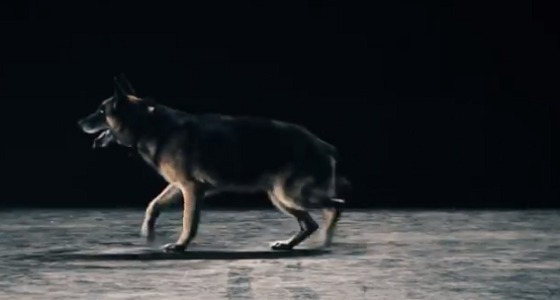 بالفيديو.. الجمارك: الكلاب البوليسية تكشف المتفجرات الحية والأسلحة والمخدرات