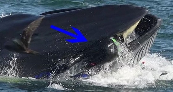 بالفيديو والصور.. غواص يعايش لحظة مرعبة بعد أن ابتلعه حوت ضخم