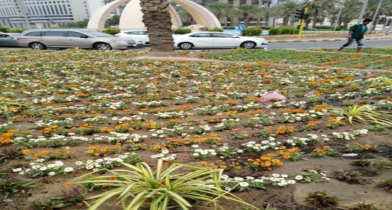 أمانة العاصمة المقدسة تنفي إتلاف الزهور وتؤكد استخدامها بالميادين